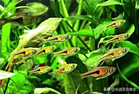 超好養的魚|8種適合新手養的魚 1500元就能在家打造「療癒水族箱。